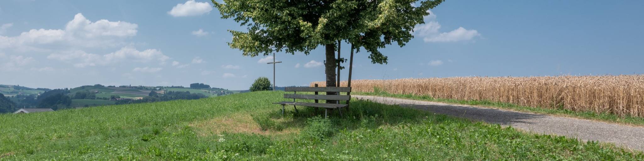 Baum mit Bänkli